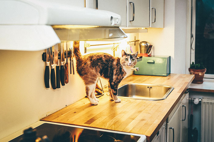 Cat standing on dinning