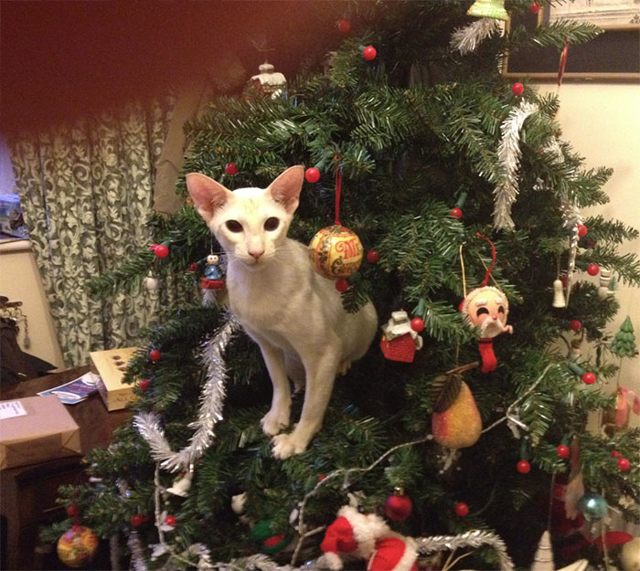 Cat sitting on Christmas tree branch