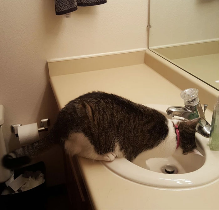 Cat drinking faucet water in the bathroom