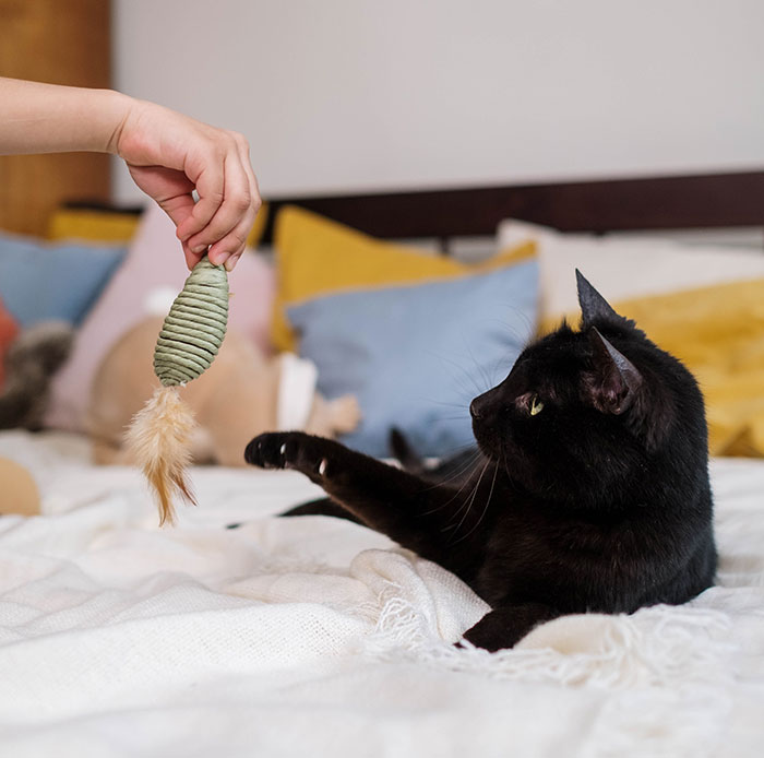 Black cat playing with feather