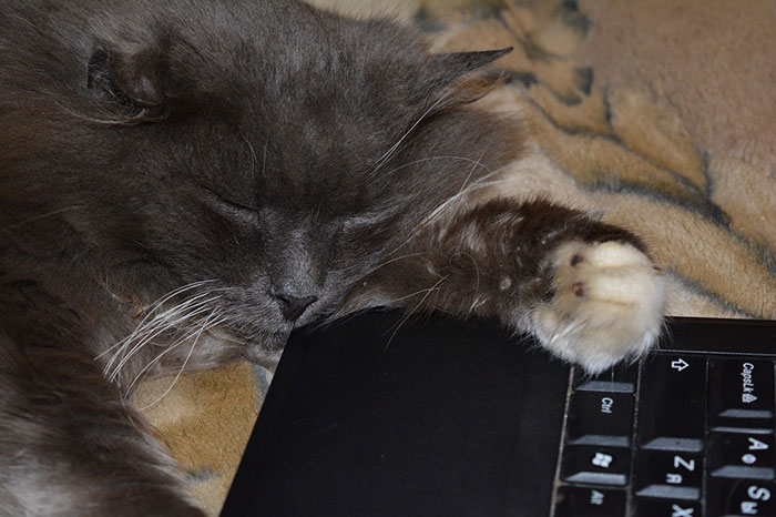 Cat sleeping near computer