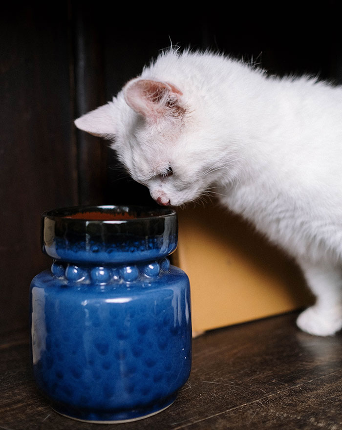 White Cats Head Inside The blue Jar