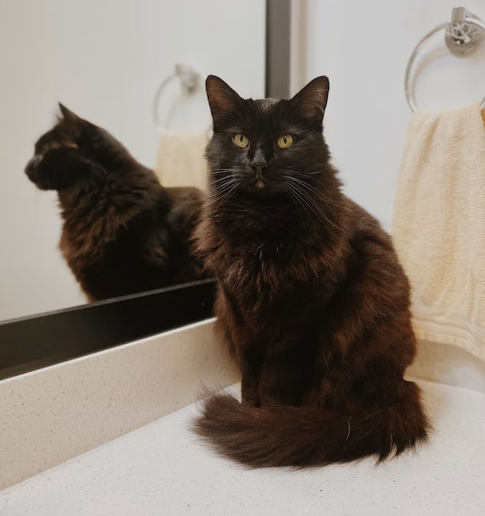 A black cat sitting on a bathroom counter