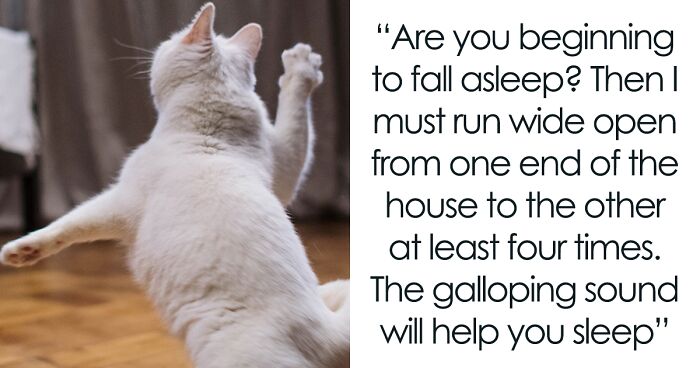 Someone Online Wondered “What Rules Has Your Cat Set In Your Household?” And 46 Folks Delivered