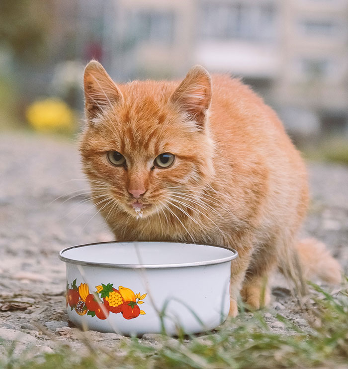 Orange cat drinking milk from white bowl