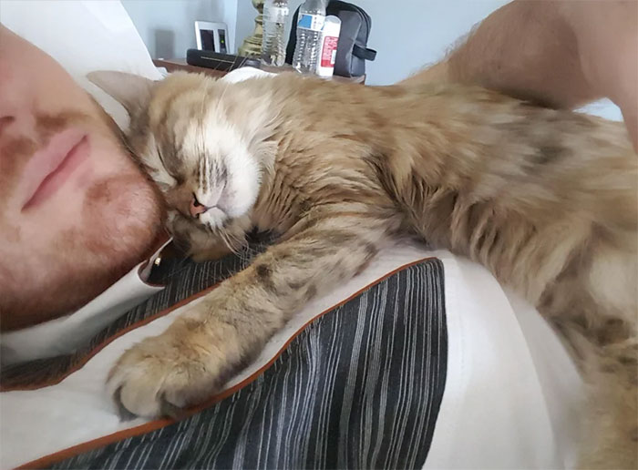Cat sleeping on man chest