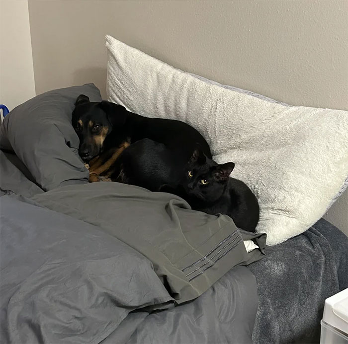 Black cat and dog lying on bed