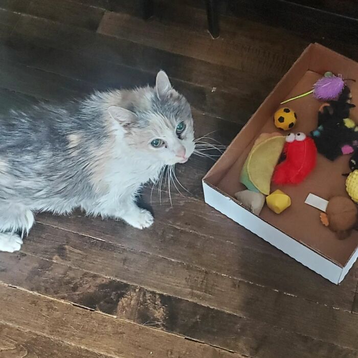 This Elder Cat Has Outlived Her Previous Owners And Now Lives With 2 Other Cats That Are Each A Decade Apart This Elder Cat Has Outlived Her Previous Owners And Now Lives With 2 Other Cats That Are Each A Decade Apart