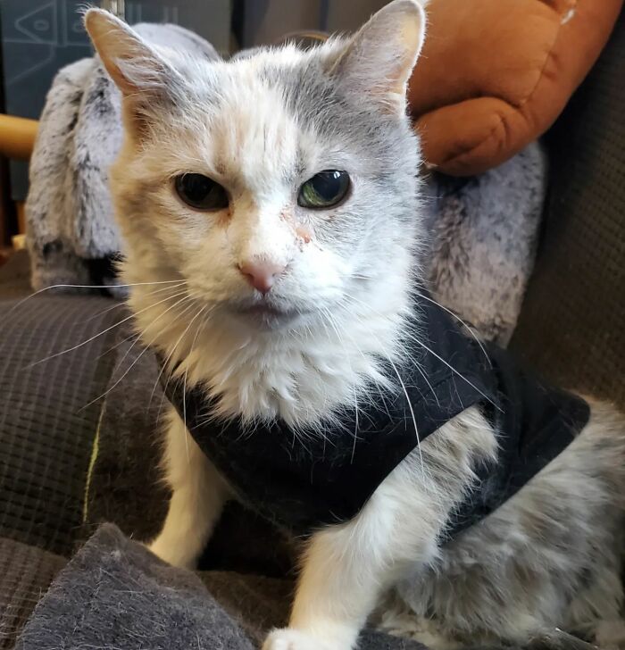 This Elder Cat Has Outlived Her Previous Owners And Now Lives With 2 Other Cats That Are Each A Decade Apart This Elder Cat Has Outlived Her Previous Owners And Now Lives With 2 Other Cats That Are Each A Decade Apart