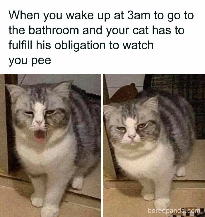 105 Relatable Cat Memes You ll Probably Wish You Could Tag Your Cat In 