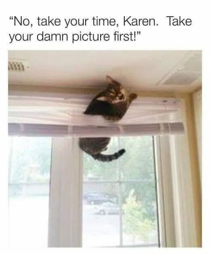 Cats-Memes-Funny-Pics