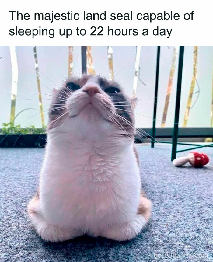 50 Relatable Cat Memes You ll Probably Wish You Could Tag Your Cat In