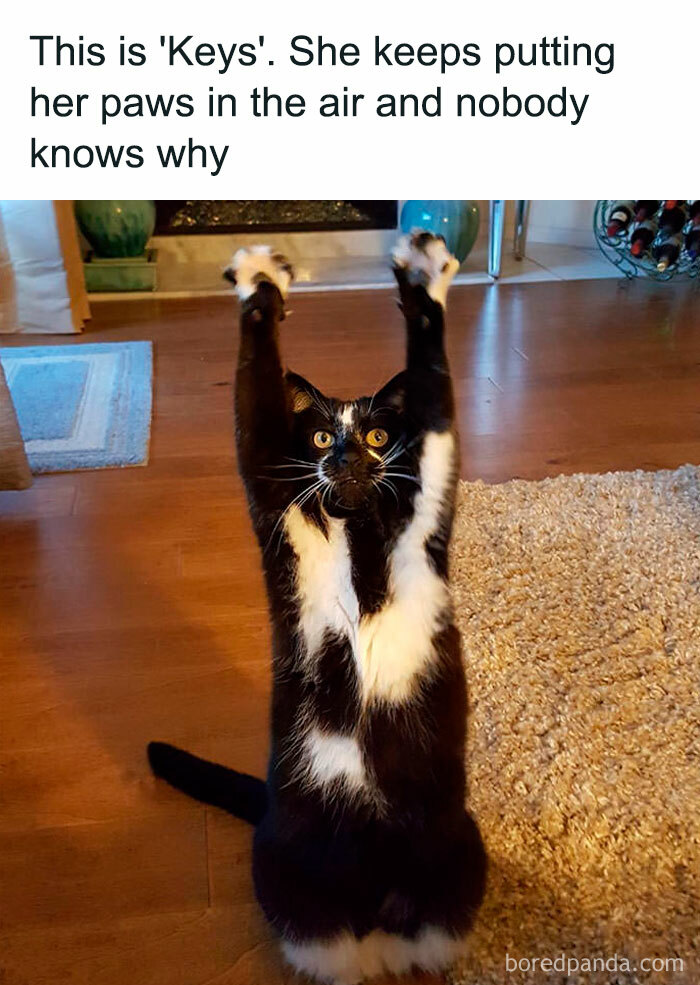 Cats-Memes-Funny-Pics