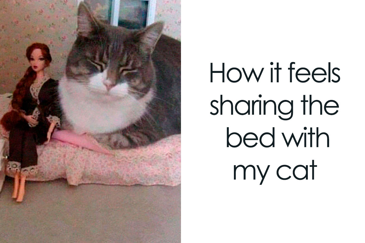 50 Funny And Relatable Cat Memes That Show Why The Internet Loves Them So  Much, As Shared On This FB Page