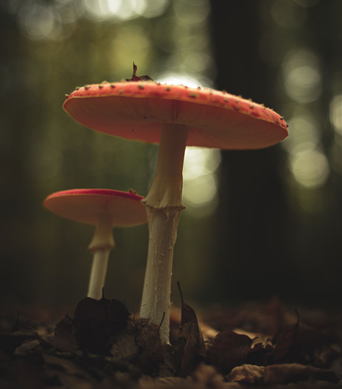 Two red and white mushroom in the forest 