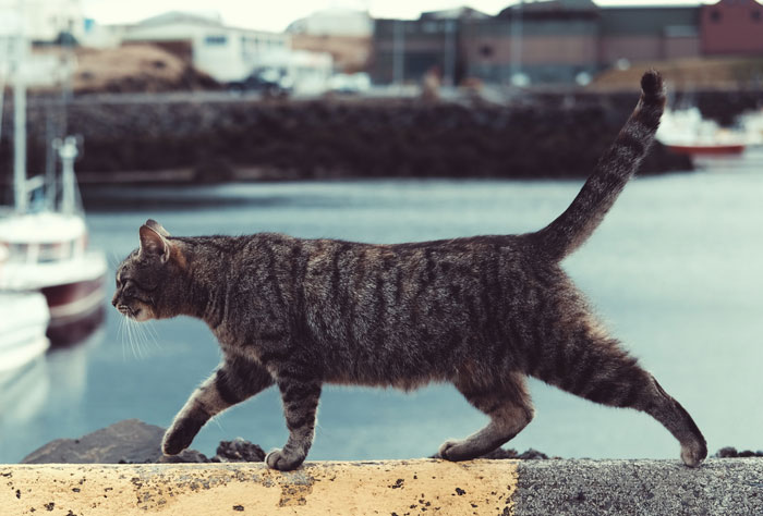 Cat walking on a sidewalk 