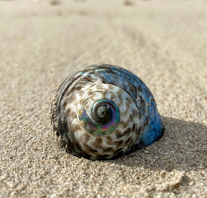 Colorful snail on the beach 