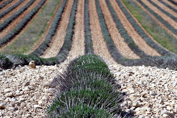 Lavender fields after harvest