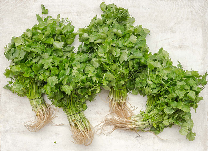 Green parsley on white background