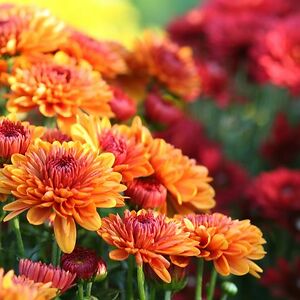 marissa.gracey avatar