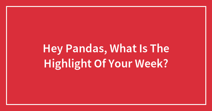 Hey Pandas, What Is The Highlight Of Your Week?