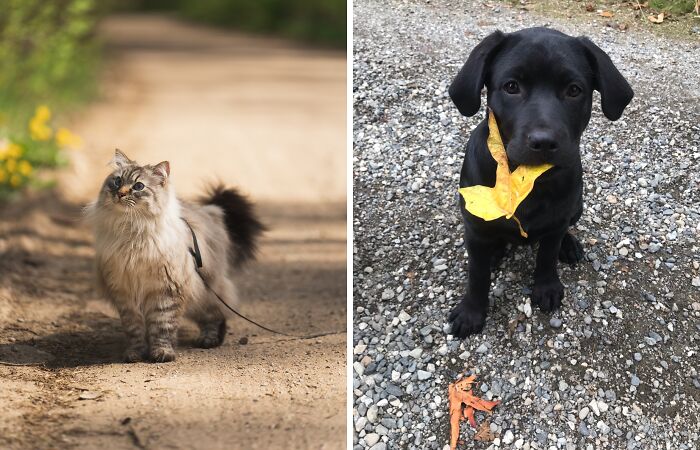 Hey Pandas, Share A Picture Of Your Pet Enjoying Nature (Closed)