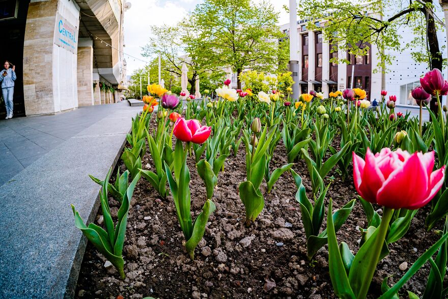40 Colourful Frames Of Craiova's Enchanting Downtown: Spring's Kaleidoscope Unveiled