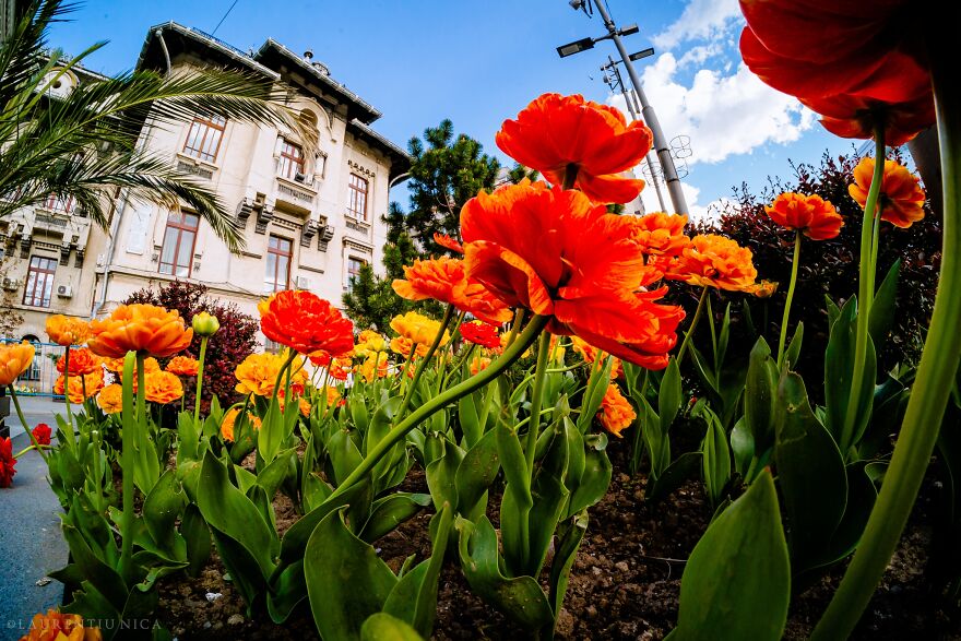 40 Colourful Frames Of Craiova's Enchanting Downtown: Spring's Kaleidoscope Unveiled