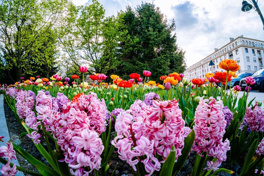 40 Colourful Frames Of Craiova's Enchanting Downtown: Spring's Kaleidoscope Unveiled