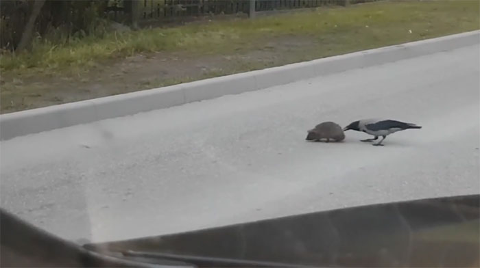 Crow and hedgehog crossing the street
