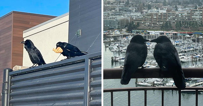 77 Ominously Cute Crow Pictures