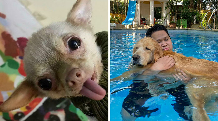 50 Delightful Pictures Of Elderly Dogs Enjoying Life