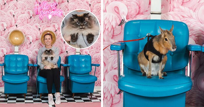 We Set Up A Pet Photo Booth To Prove That Every Pet Is A Model, And Here’s The Result (21 Pics)