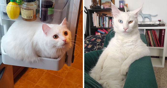 86 Cute White Cats Who Hide Their Real Intentions Behind Their Beautiful Looks