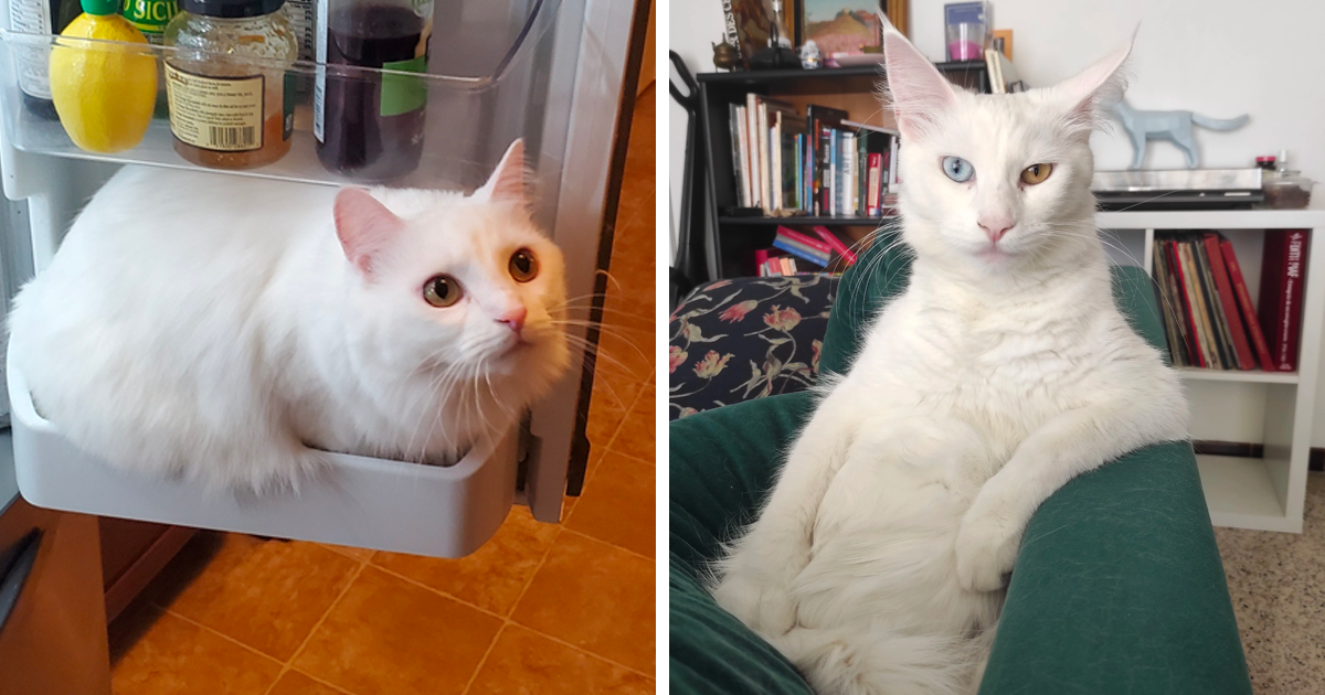 86 Cute White Cats Who Hide Their Real Intentions Behind Their