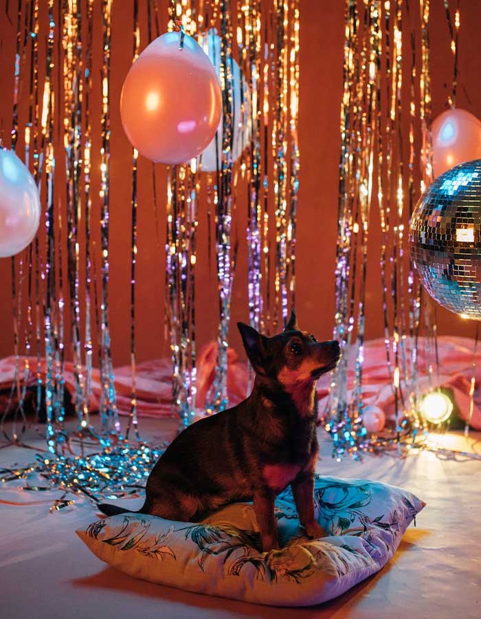 Black dog sitting and looking at balloons