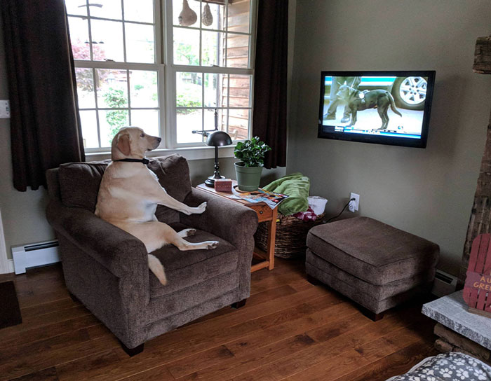 Dog sitting on sofa and watching TV