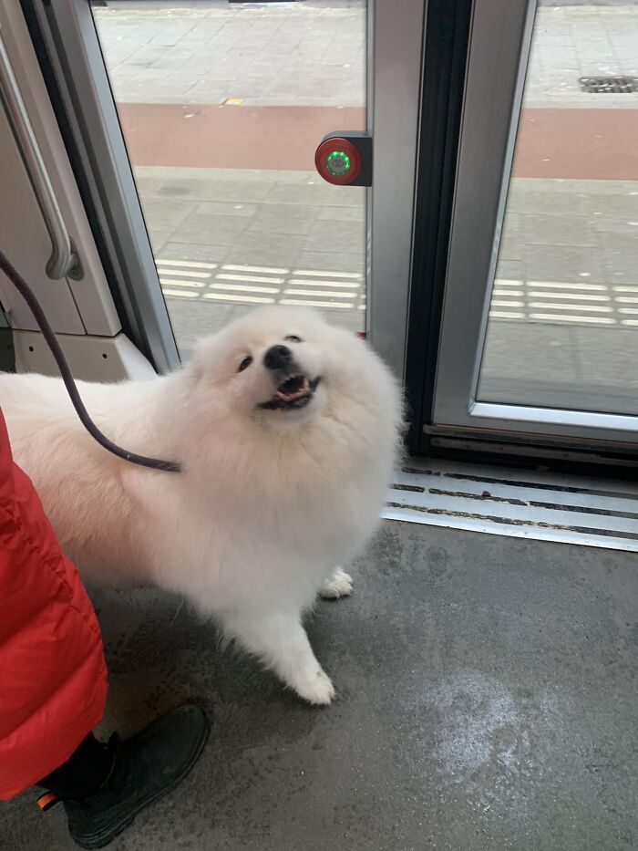 Spotted: One Very Happy Cloud On The Tram😄☁️