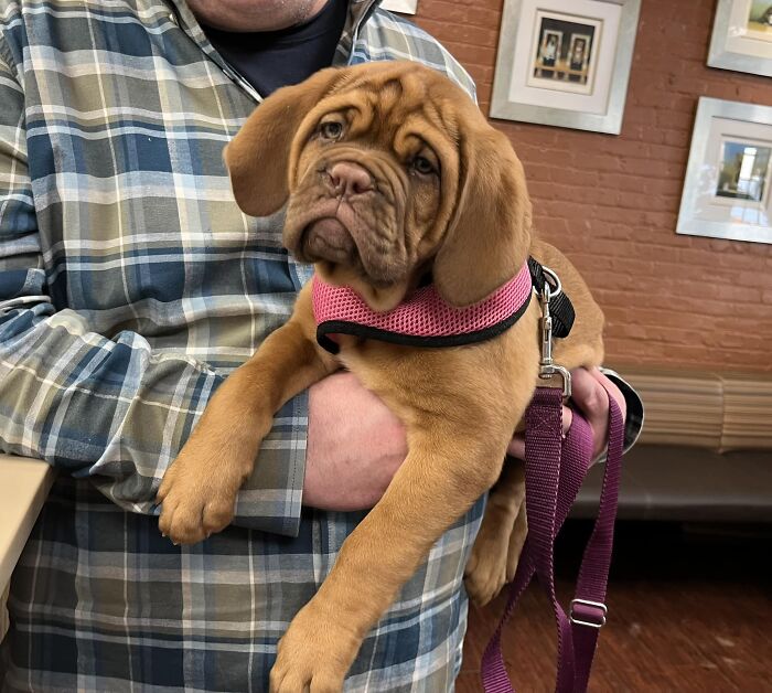 Met Daphne This Afternoon Here In Manhattan. Just 9 Weeks Old And Already A Heartbreaker!