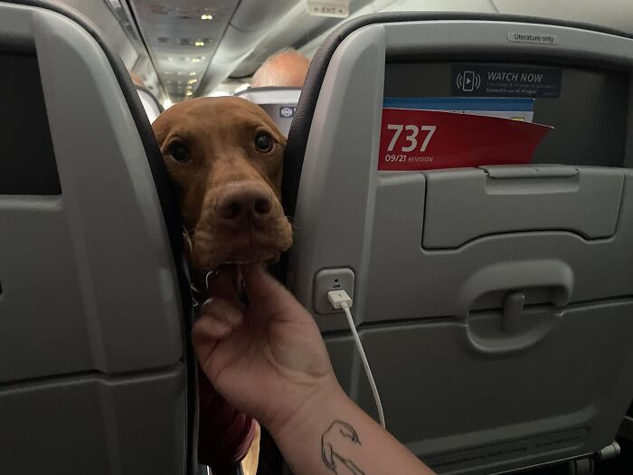 Met This Cutie On Our Flight Today