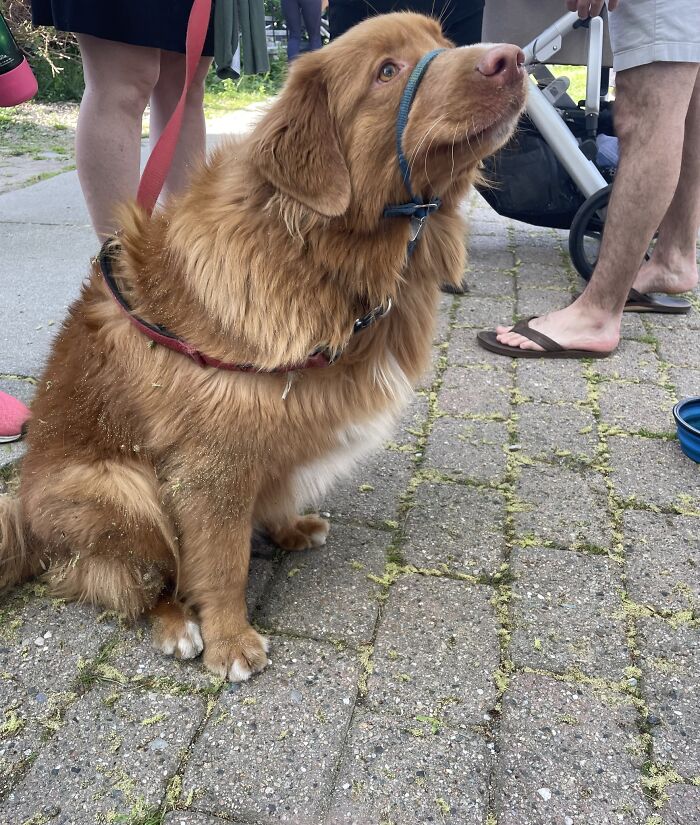 This Is Hudson, A Goodboi I Met At Porchfest. Doesn't This Face Say "Love Me"? I Just Wanna Boop His Little Snoot (But I Didn't). 100/10 Would Scritch Again