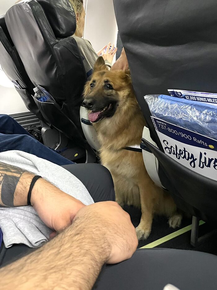 There Are Five Dogs And One Cat On Our Flight! Best Plane Ride Ever 