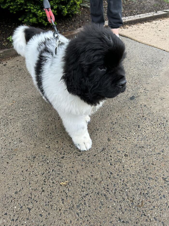 I Had The Honor Of Meeting This Absolute Fuzzball This Afternoon, A Beautiful And Friendly 11-Week-Old Newfoundland. Already Extremely Sociable And Made A Rainy Day Stroll Even Better