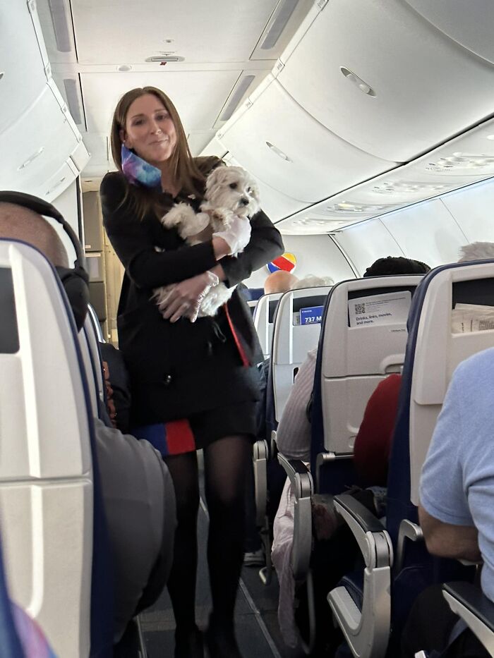 Announcement On Southwest Flight: “Uh, It Appears Someone Has Lost A Dog,” Followed By This Flight Attendant And Friend