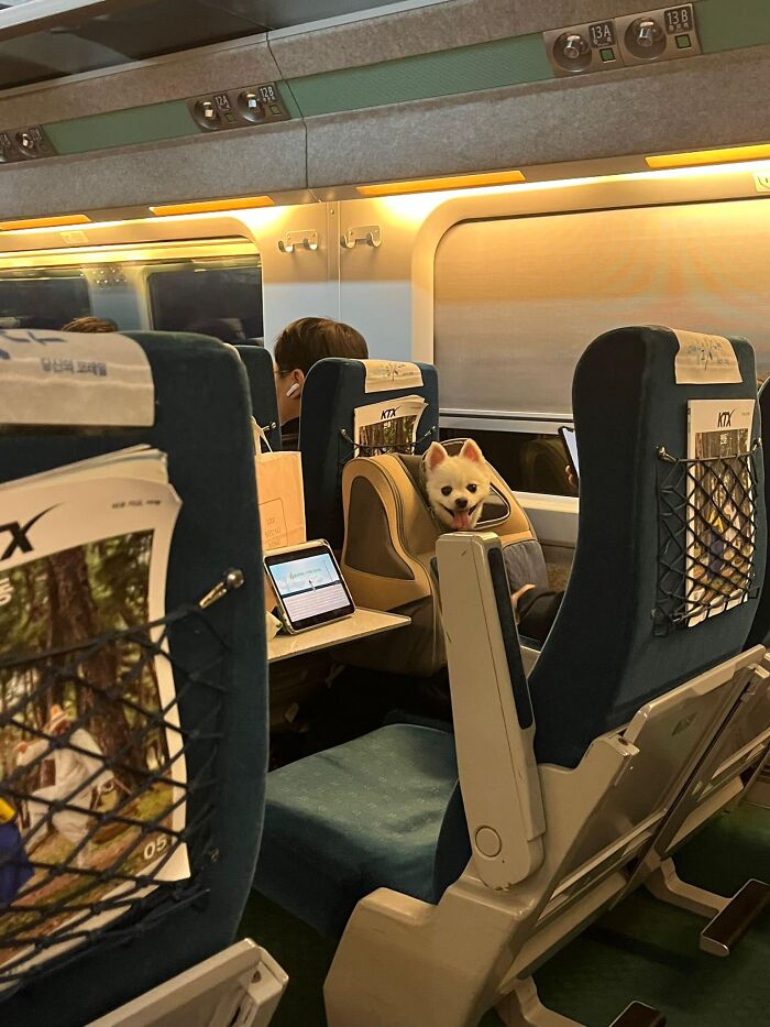 Very Happy Doggy Spotted On The Bullet Train From Busan To Seoul. Couldn’t Stop Staring At Me The Whole Way But It’s Lovely Smile Made The Whole Journey Better
