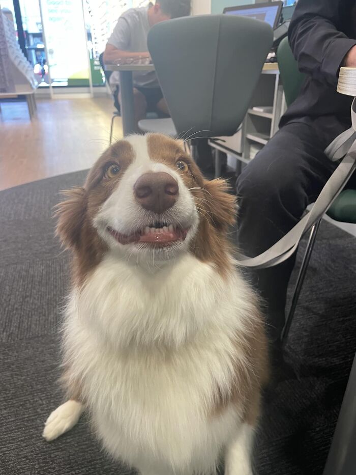 My Coworkers And I Were Pleased By Sweet Ivy’s Presence Today At Work - She’s An Aussie Cross Border Collie. She’s Saying Cheese For The Photo! 