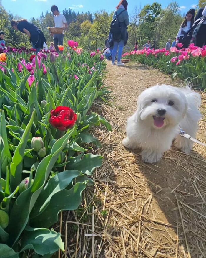 Look At This Cutie Smiling. She Found A Flower