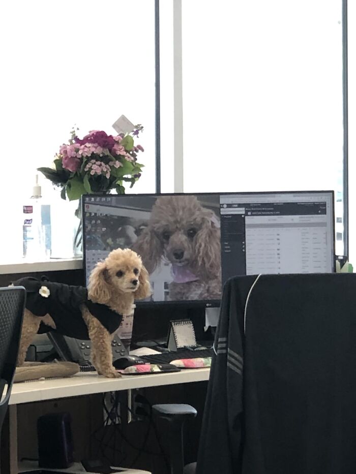 Waiting To Get My Car Serviced. This Is Koko, She Works The Front Counter And Her Mom’s Desktop Photo Is Also Of Her. 10/10 Employee Of The Month