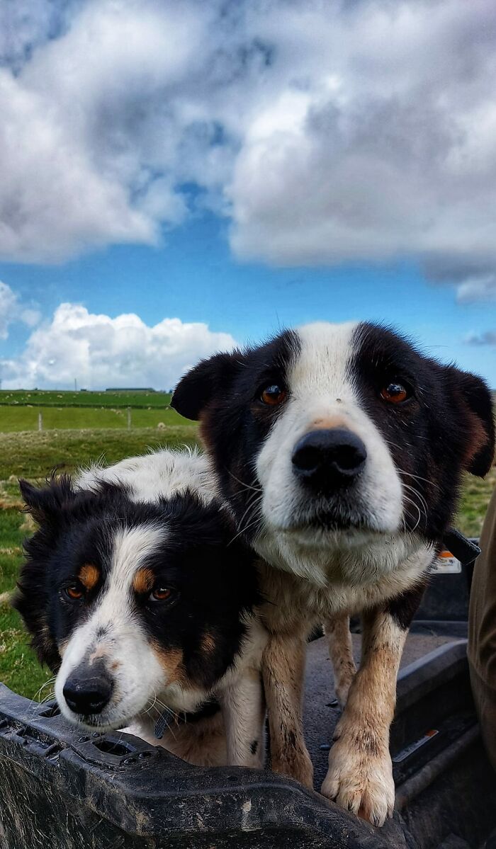 Couple Of Hard Working Sheepdogs From The Shetland Islands
