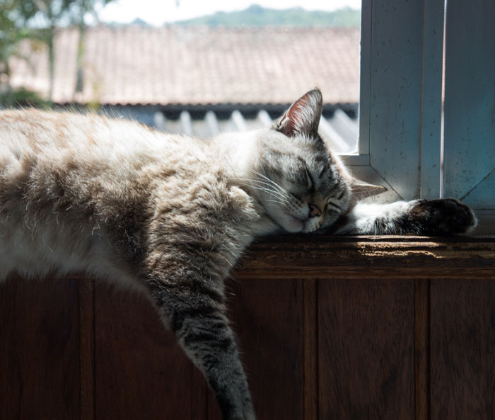the cat sleeping on the windowsill